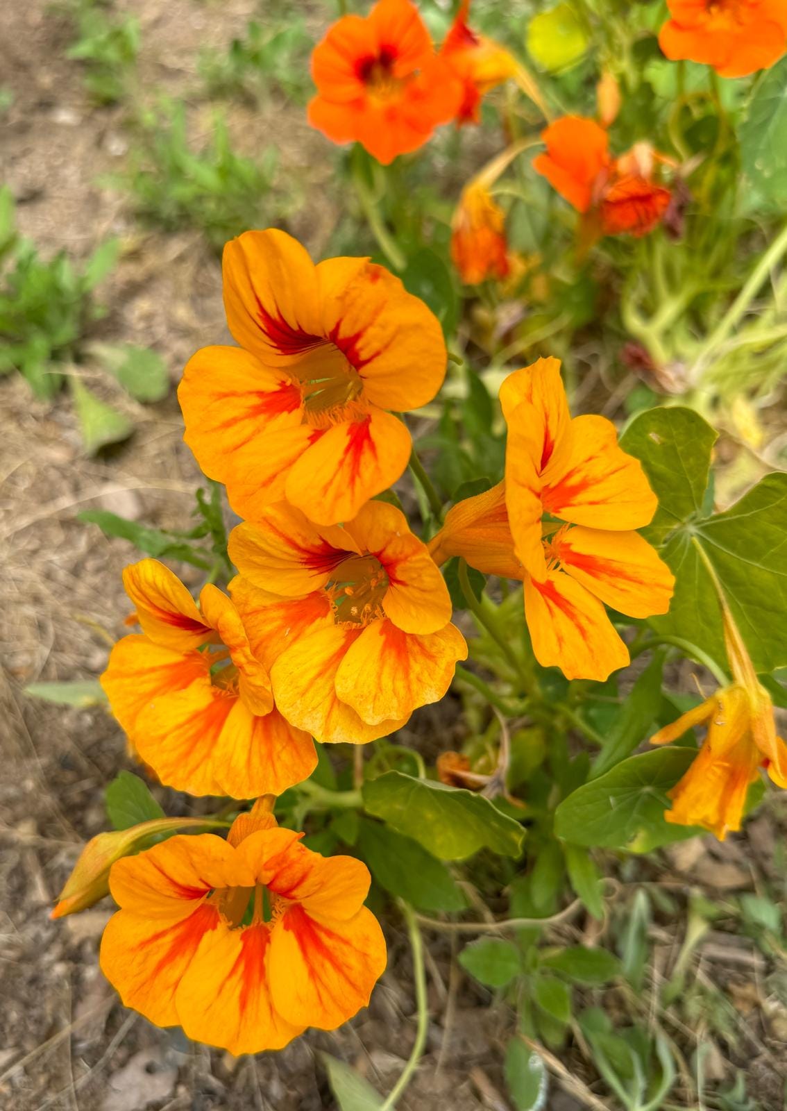 好文分享: Foreword for a Great Article Sharing 熱情如火金蓮花