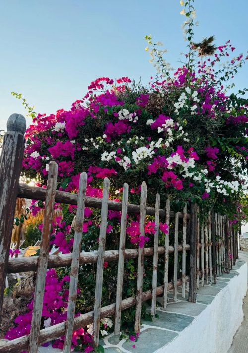 希臘天空下的九重葛