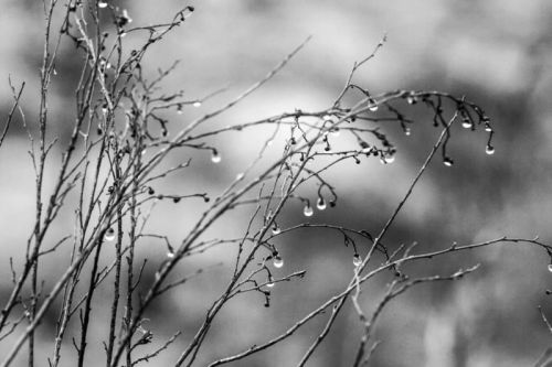 Irvine winter fog 爾灣冬霧