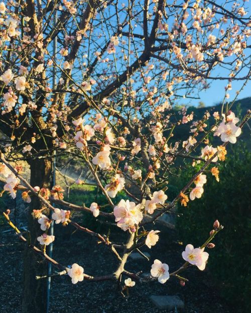 好文分享： 老梅樹的春天