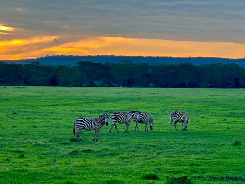 好文分享: 肯亞馬賽馬拉獵遊，追非洲五霸